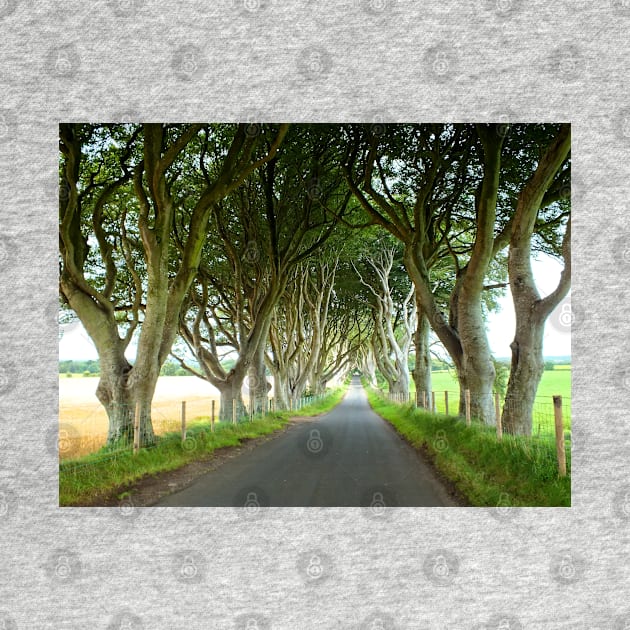 The Dark Hedges, Northern Ireland by Ludwig Wagner